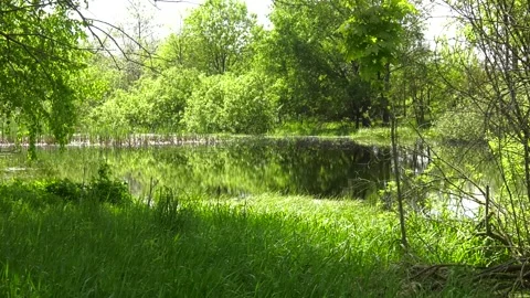 A tranquil lake surrounded by lush trees under a clear sky. Stock Footage 281914095