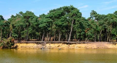 Tranquil Lake Surrounded by Pine Forest Stock Photos