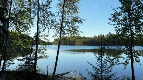 Tranquil Lake Through Forest Trees Nature Scene Stock Footage 317629372