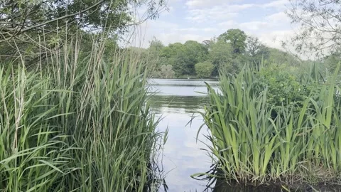 Tranquil lake view framed by green reeds Stockbeeldmateriaal 335541300