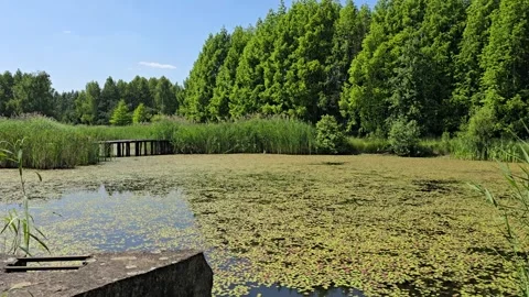 Tranquil Lake View Surrounded by Nature Stock Footage 312550998