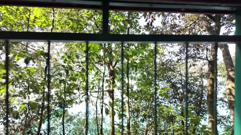 Tranquil Lake View Through Cabin Window in Forest Stock Footage 267613260