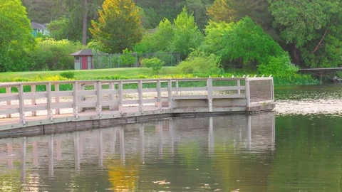 Tranquil lake view with a wooden dock and lush greenery Stock Footage 335584089