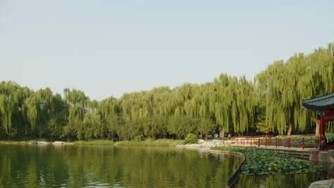 Tranquil Lakeside Escape Surrounded by Lush Willows 動画素材 290052107