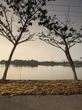 Tranquil lakeside framed by trees in soft, hazy, and calm weather scene 스톡 사진