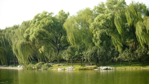 Tranquil Lakeside Park with Cascading Willow Trees and Reflective Water 動画素材 290051522