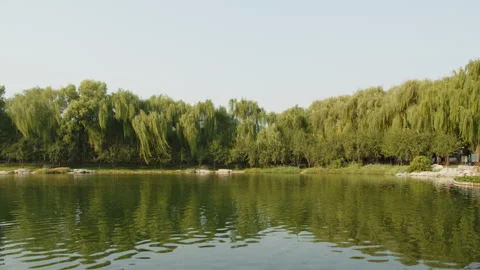 Tranquil Lakeside Park with Cascading Willow Trees and Reflective Water Stock Footage 290052076