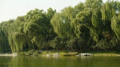Tranquil Lakeside Park with Cascading Willow Trees and Reflective Water 動画素材 290052147