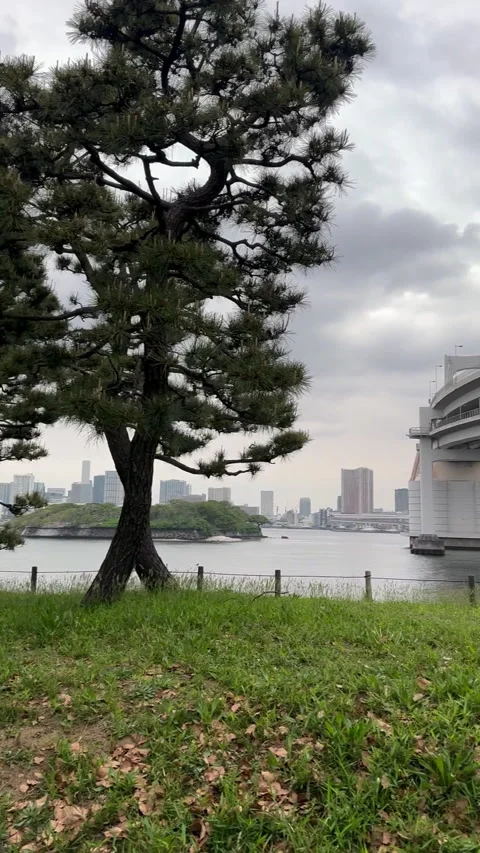 A tranquil lakeside scene featuring a majestic tree surrounded by lush grass 库存影片 314115445