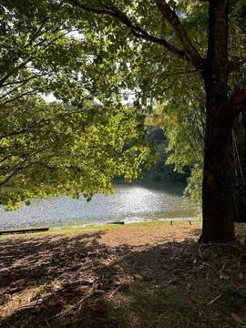 Tranquil lakeside setting with sunlit trees Stock Photos