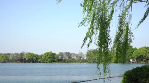 Tranquil Lakeside Stream Flowing Gently Beside Graceful Weeping Willows Stock-Footage 341872095