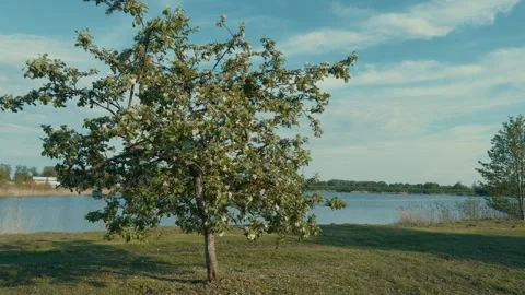 Tranquil lakeside view with a blossoming tree during a sunny day Stock Footage 281782864