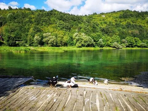 Tranquil Lakeside View with Ducks Resting Near Green Forested Landscape Foto stock