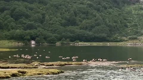 A tranquil lakeside view featuring wildlife, including a flock of birds Stock Footage 314097430