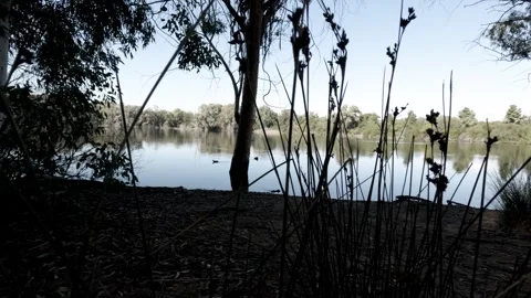 Tranquil lakeside view with lush greenery and rippling water Stock Footage 301304066