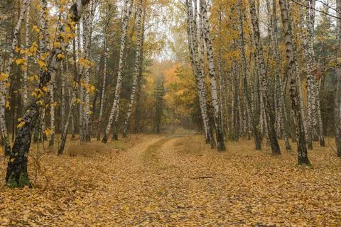 Tranquil landscape with an empty sandy road covered with foliage Stock-Fotos
