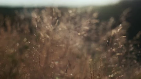 Tranquil landscape with river and trees in autumn as sunrises Stock Footage 166502409