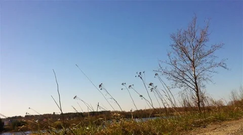 Tranquil landscape with river in a sunny summer day Stock Footage 7748843