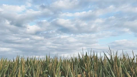 A tranquil landscape of sky and field Stock-Footage 342286790