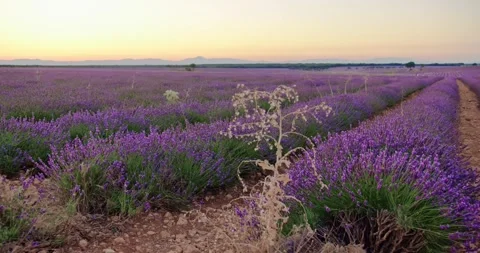 Tranquil Lavender Fields at Spanish Sundown Video stock 247411335