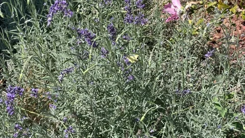 Tranquil Lavender Garden Blooms Stock Footage 288075848