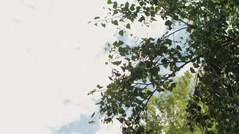 Tranquil Leaves Gently Rustling Against a Beautifully Bright Sky Filled with Stock Footage 308741407