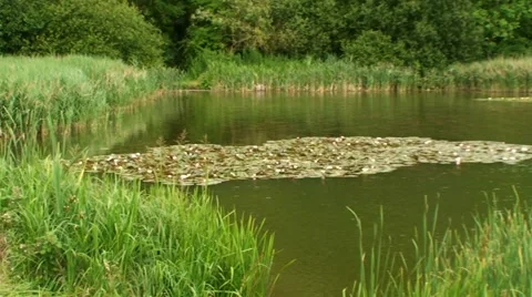 Tranquil Lilly Pond Stock Footage 40952240