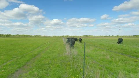 A Tranquil Livestock Pasture Settle Down Under a Clear Bright Blue Sky with Fluf Stockfoto's