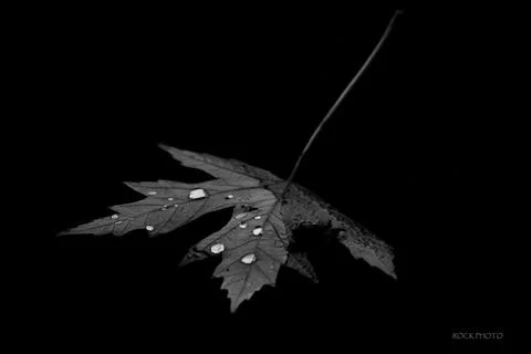 Tranquil lonely leaf Foto stock