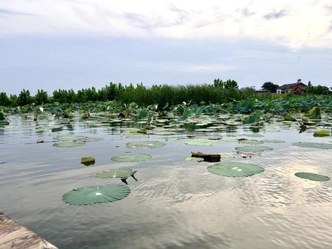 Tranquil Lotus Pond with Reflections Under a Cloudy Sky Fotos de archivo
