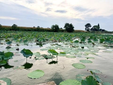 Tranquil Lotus Pond with Reflections Under a Cloudy Sky Stock-Fotos