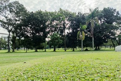 Tranquil Low Angle View of Lush Green Tree Filled Park Stock Photos