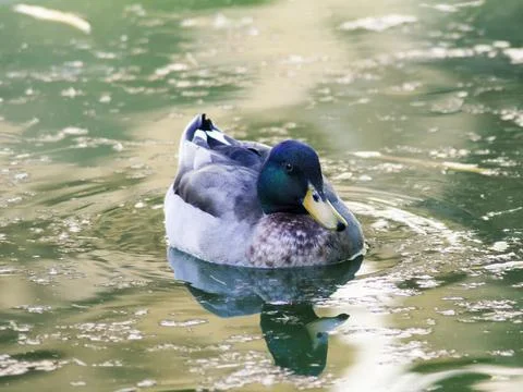 Tranquil Mallard Stock Photos