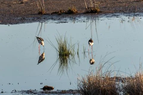 Tranquil Marsh Dining: Pair of Black-winged Stilts Feeding Amid Soft Focus .. Stock Photos
