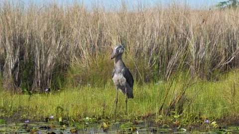 Tranquil marsh landscape illustrating alert shoebill among reeds Stock Footage 328955431