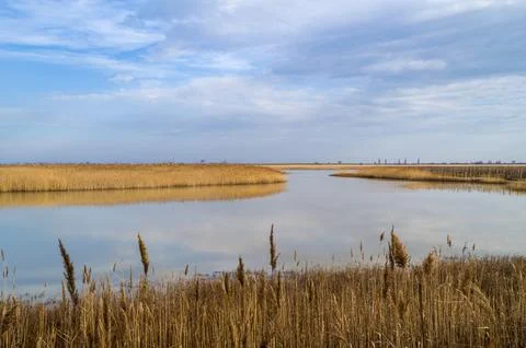 Tranquil Marsh Reflections Stock Photos