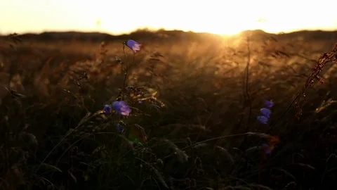 Tranquil meadow Stock Footage 80498144