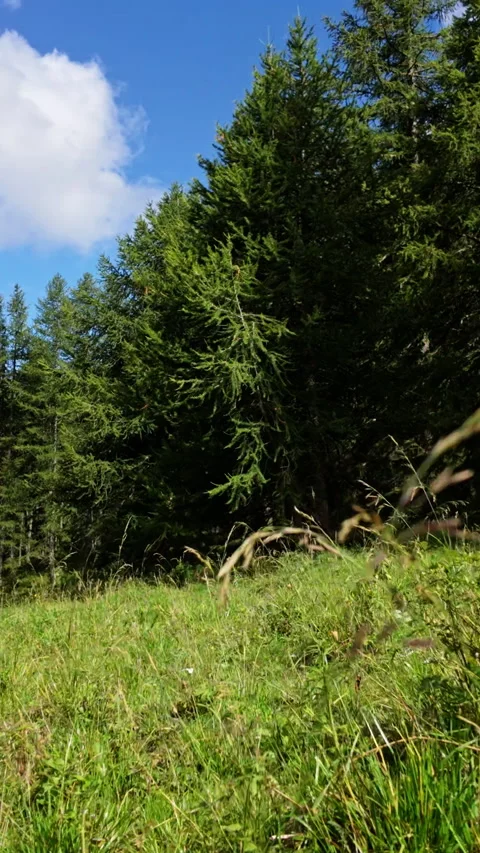 Tranquil Meadow with Towering Trees and Bright Sky in Summer Forest Stock Footage 332777377