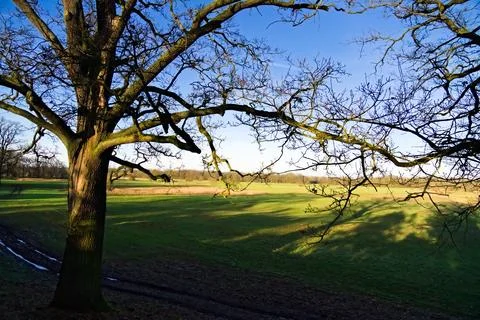 Tranquil Meadow in Winter Sunlight Stock Photos