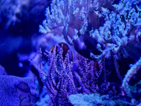 Tranquil microhabitat showcasing tiny fish and anemone amid textured reef a.. 스톡 사진