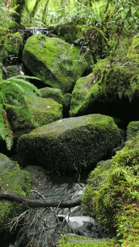 Tranquil Mossy Forest Stream Sounds for Deep Relaxation Stock Footage 274192157