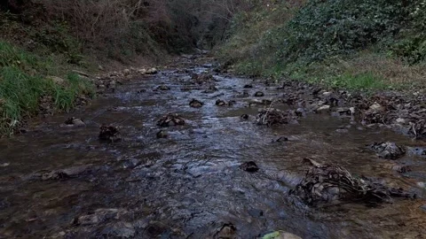 Tranquil mountain creek flowing through a serene mossy forest Stock Footage 296500743