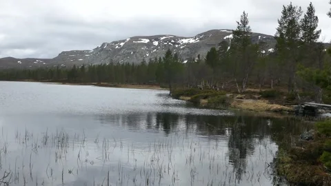 Tranquil mountain lake with pine forest and snowy peaks in the background Stock Footage 318197400
