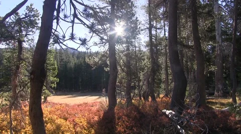 Tranquil mountain meadow 스톡 동영상 42463917