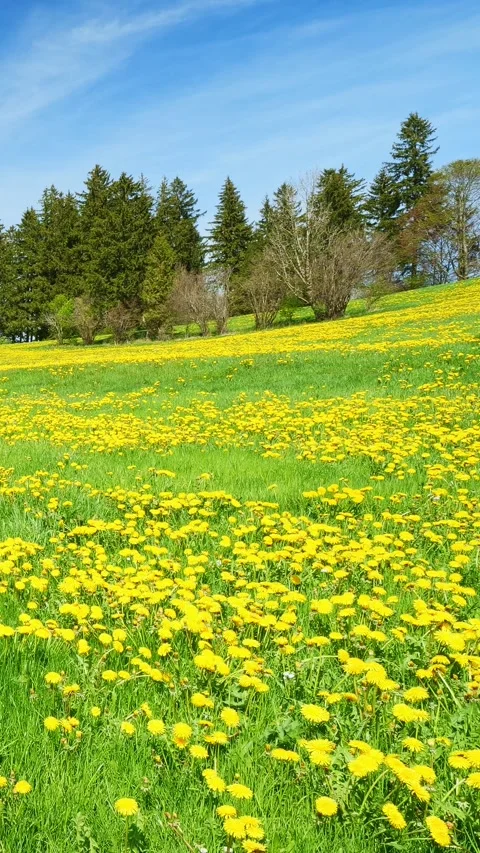 Tranquil mountain meadow timelapse Video stock 309225951