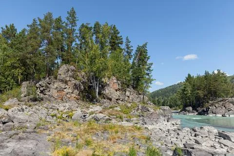 A tranquil mountain river winds past rocky shores and pine forest Stock Photos