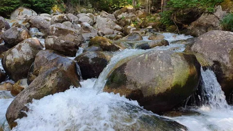 Tranquil Mountain Stream Flowing Over Mossy Rocks Through Evergreen Forest With Stockbeeldmateriaal 346633669