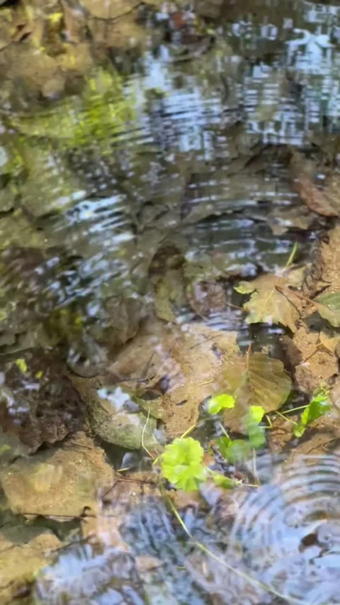 A tranquil mountain stream flows over smooth, colorful stones Stock Footage 297527814