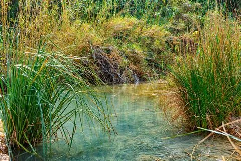 Tranquil Natural Spring Surrounded by Lush Greenery in a Serene Rural Setting Stock Photos