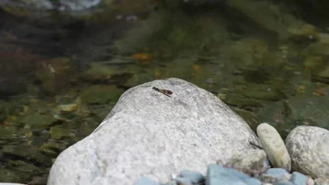 Tranquil Nature: Delicate Damselfly on Stone by Stream in 4K Stock-Footage 311650790